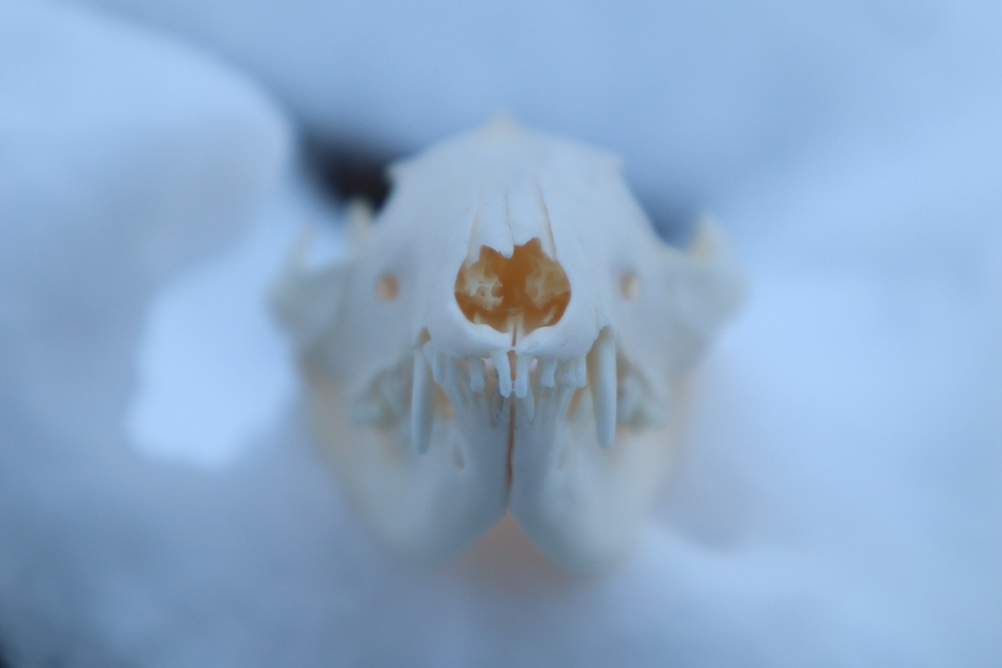 Craft Opossum Skull