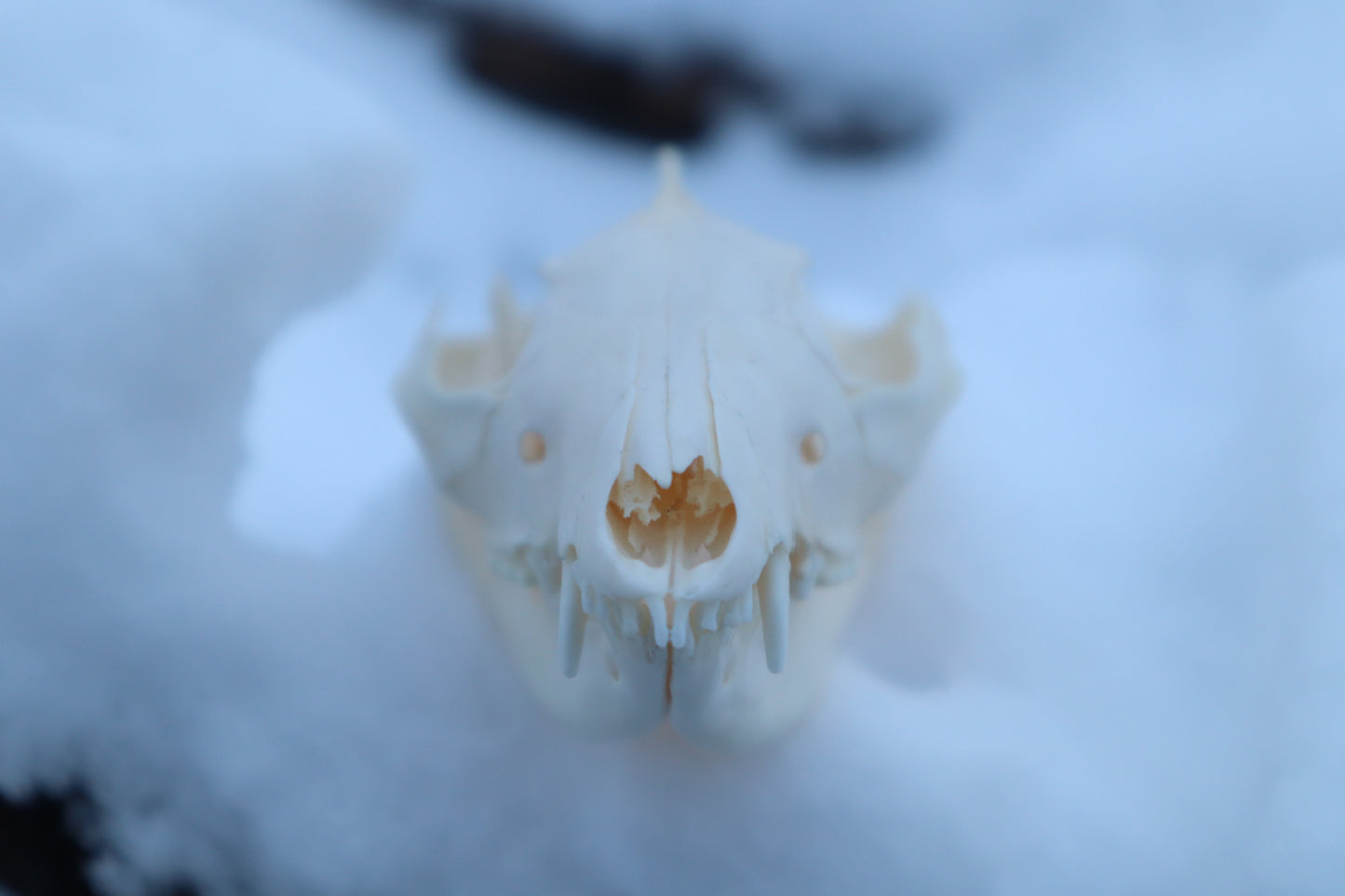 Craft Opossum Skull