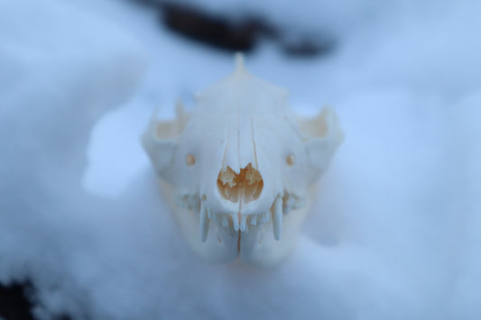 Craft Opossum Skull
