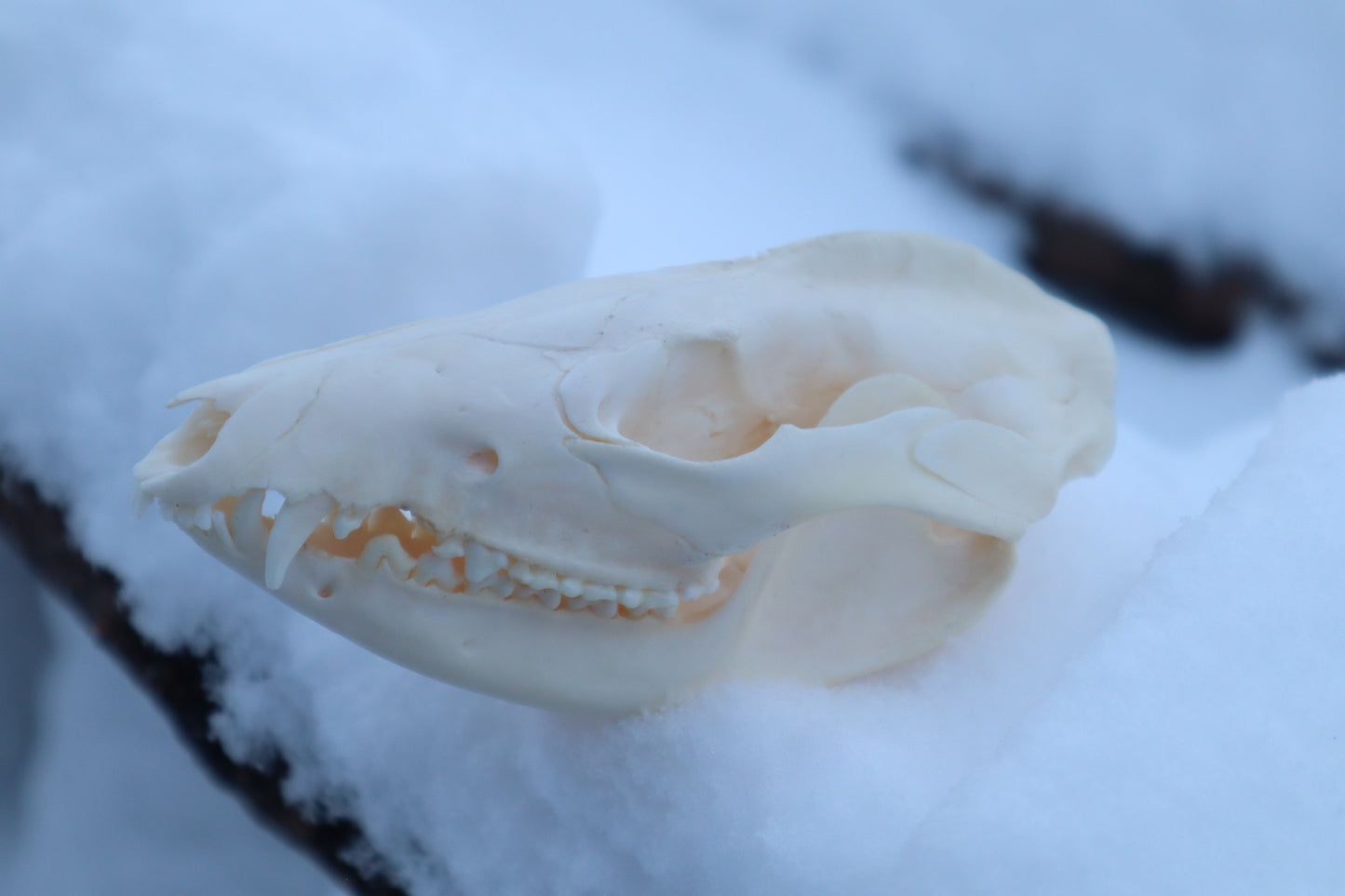 Craft Opossum Skull