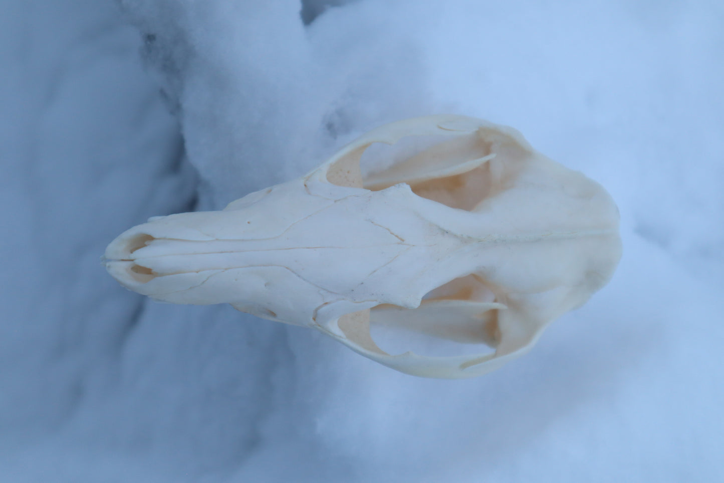Craft Opossum Skull