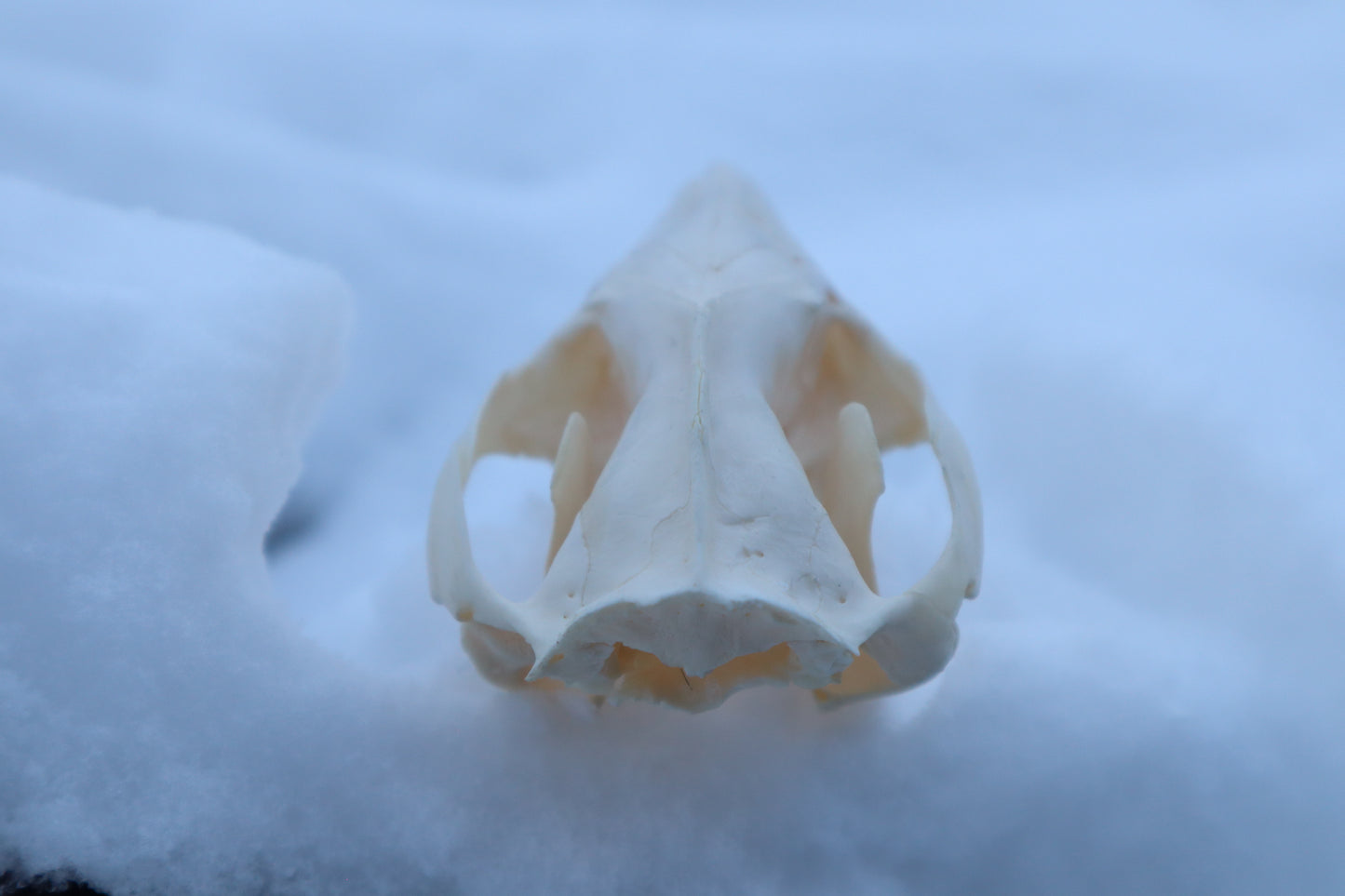Craft Opossum Skull