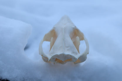Craft Opossum Skull