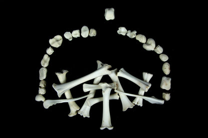 Stillborn Goat Leg Bones