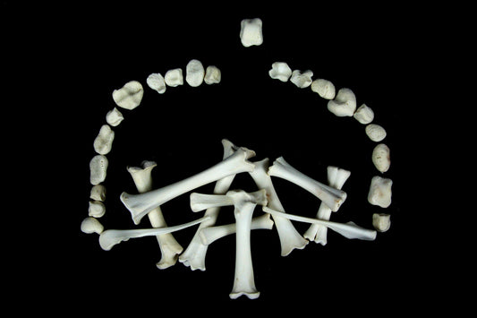 Stillborn Goat Leg Bones