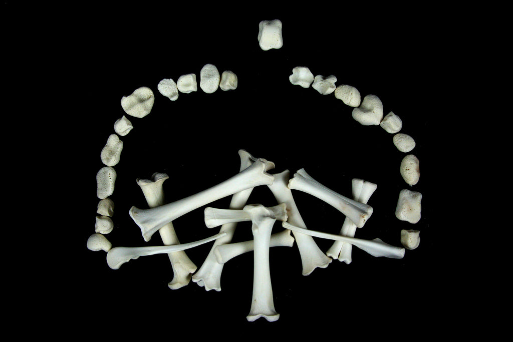 Stillborn Goat Leg Bones