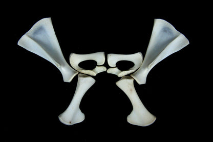 Stillborn Goat Scapula and Pelvis