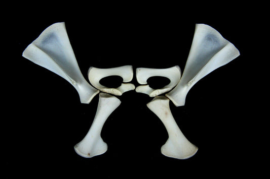 Stillborn Goat Scapula and Pelvis