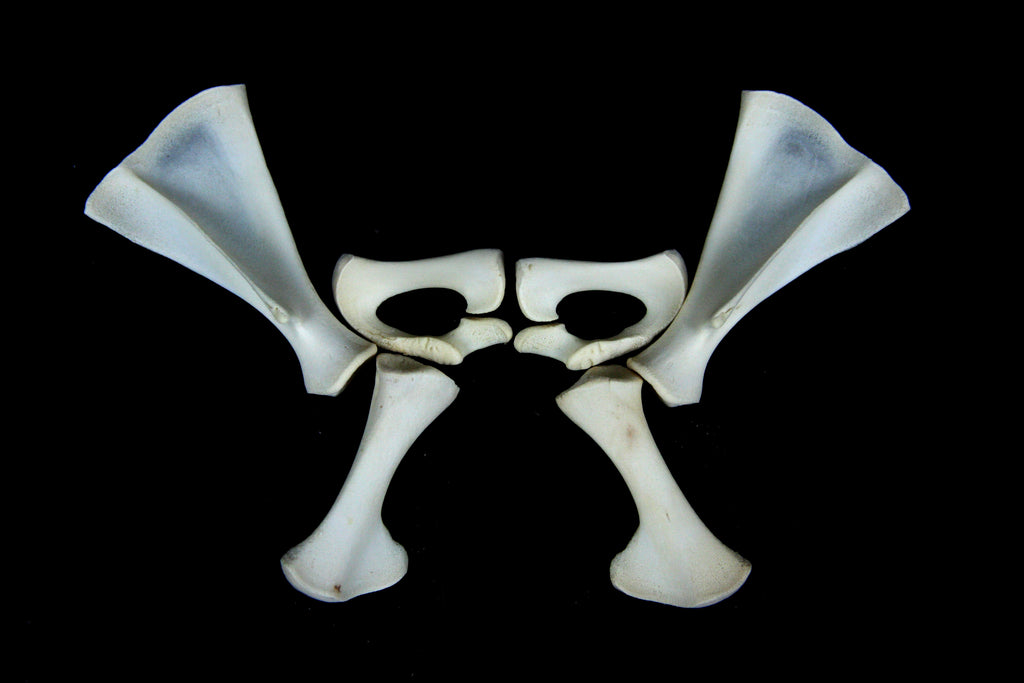 Stillborn Goat Scapula and Pelvis