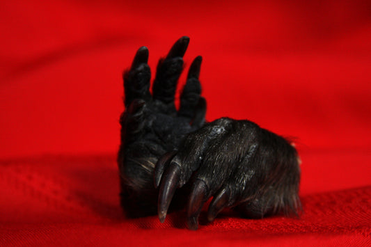 Beaver Feet