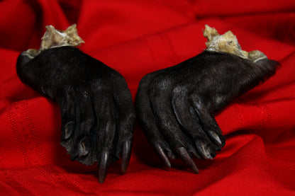 Beaver Feet