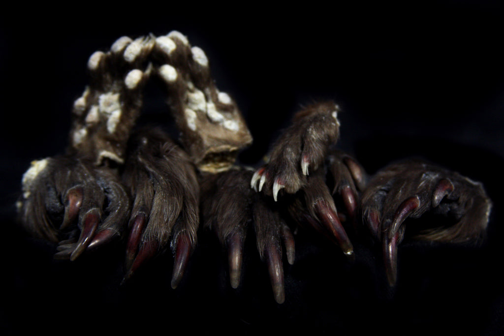 Mink Paws