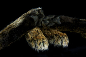 Bobcat Paws