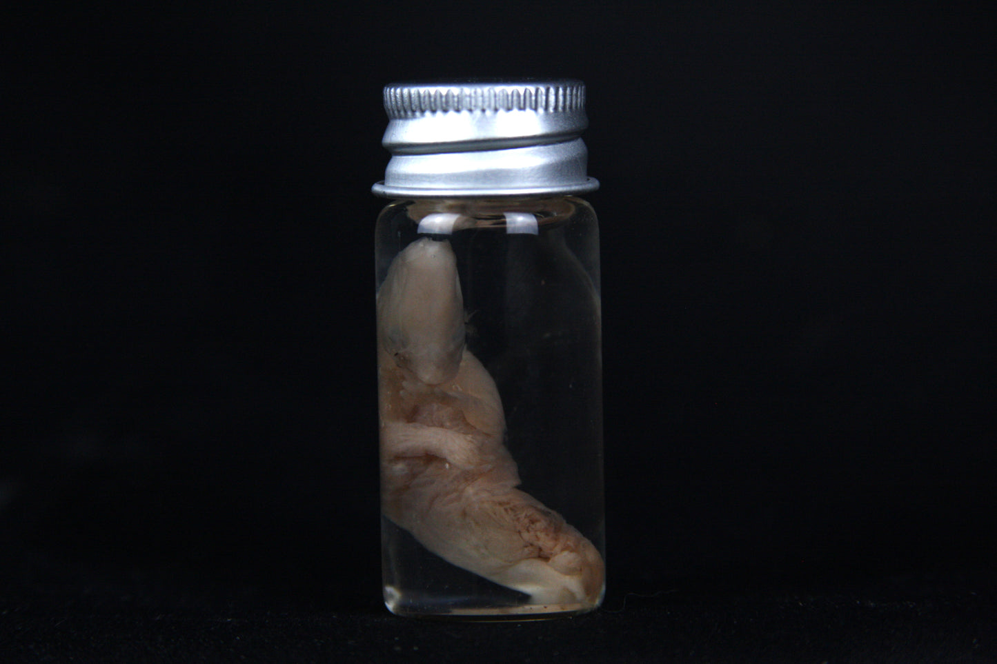 Fetal Bobcat Wet Specimen