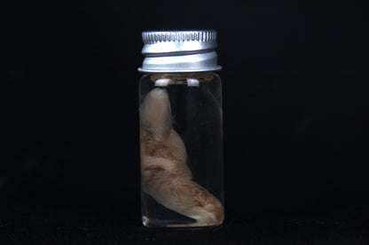 Fetal Bobcat Wet Specimen