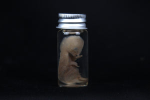 Fetal Bobcat Wet Specimen