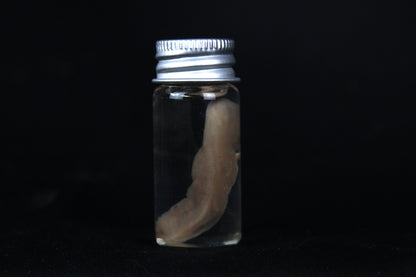 Fetal Bobcat Wet Specimen