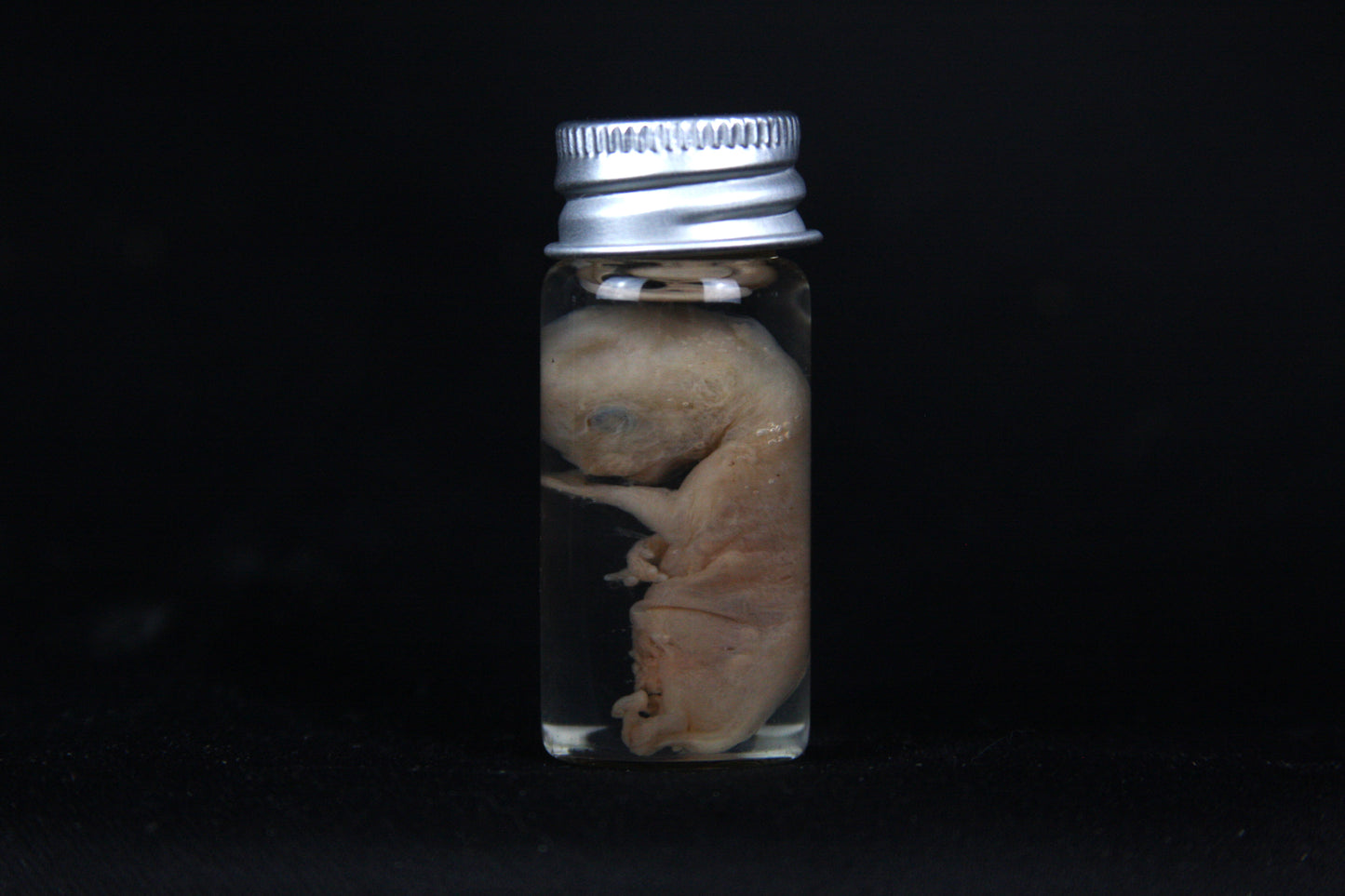 Fetal Bobcat Wet Specimen