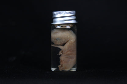 Fetal Bobcat Wet Specimen