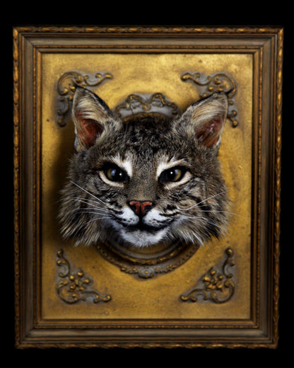 Framed Bobcat Taxidermy