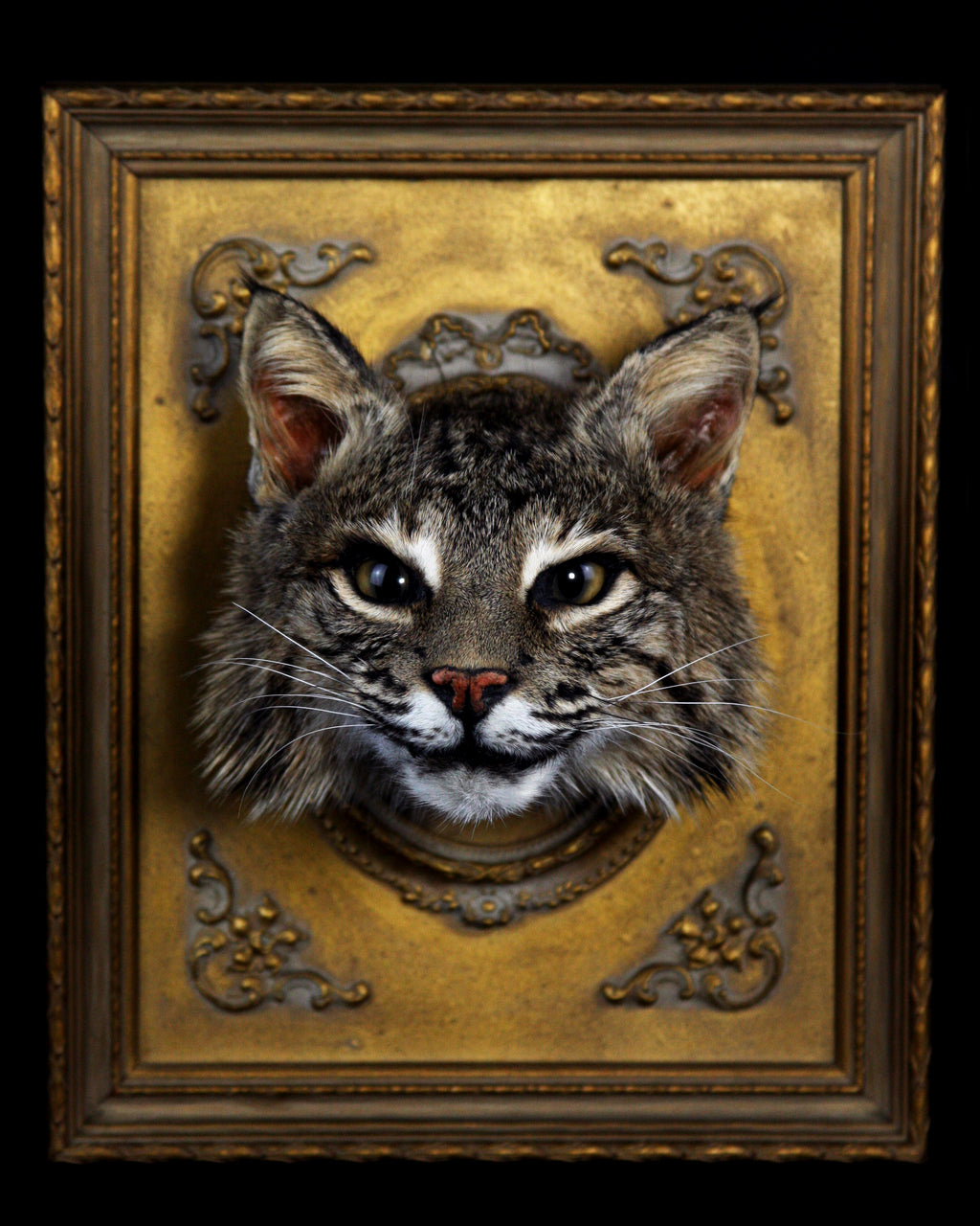 Framed Bobcat Taxidermy