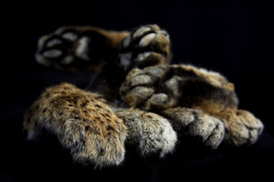 Bobcat Paws