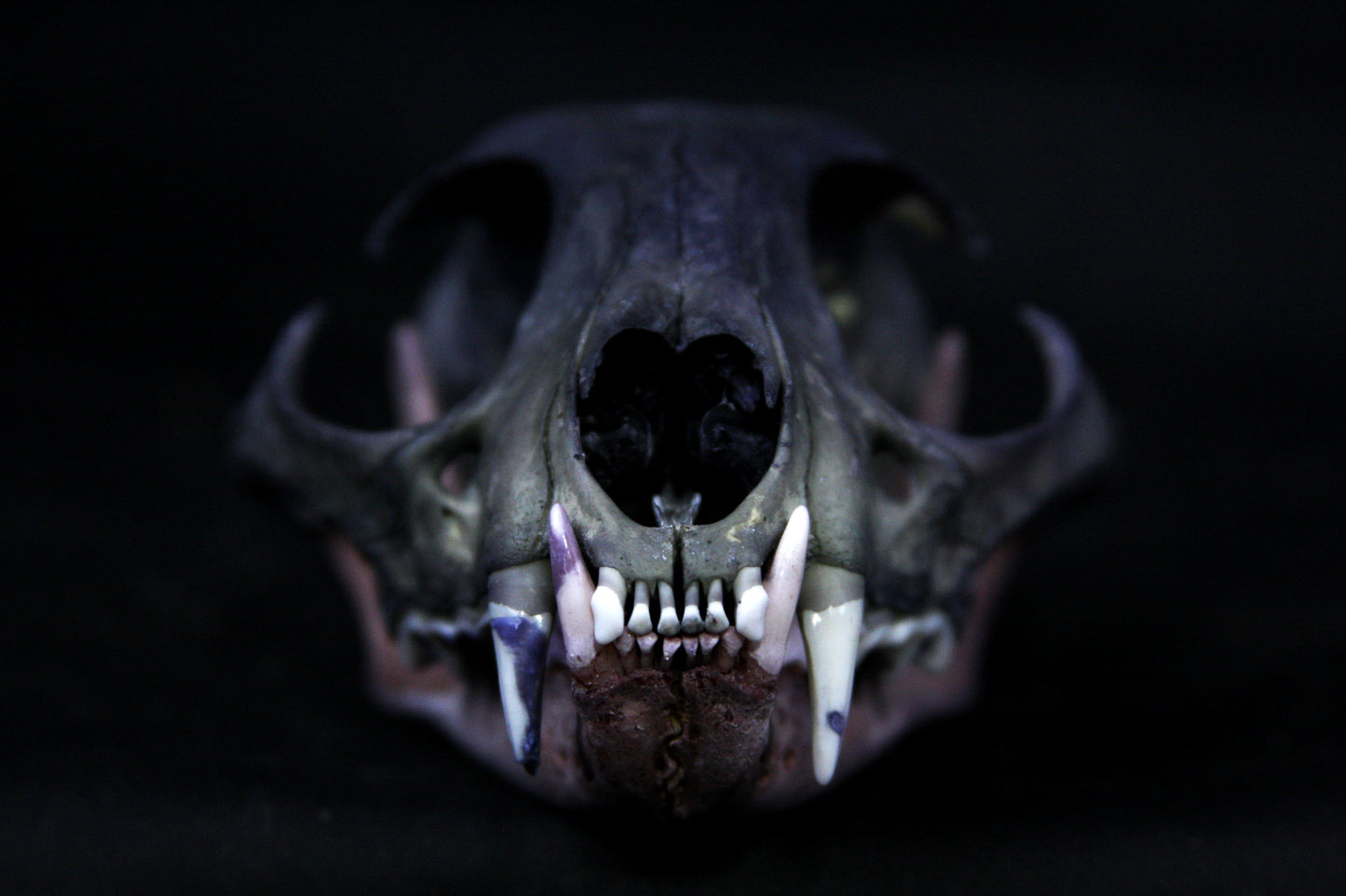 Vitality Stained Bobcat Skull