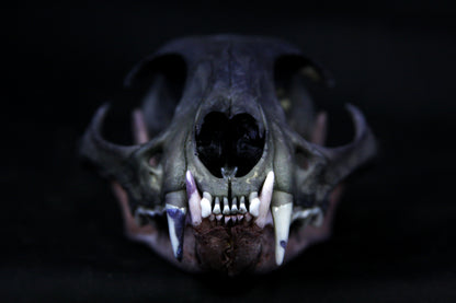 Vitality Stained Bobcat Skull