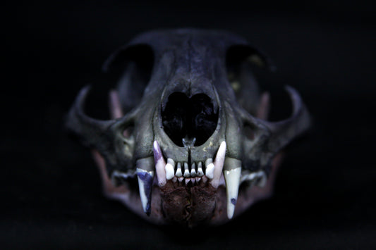 Vitality Stained Bobcat Skull