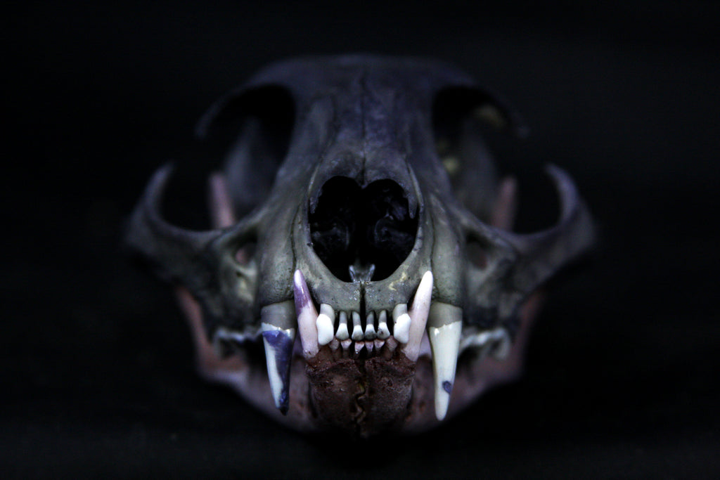 Vitality Stained Bobcat Skull