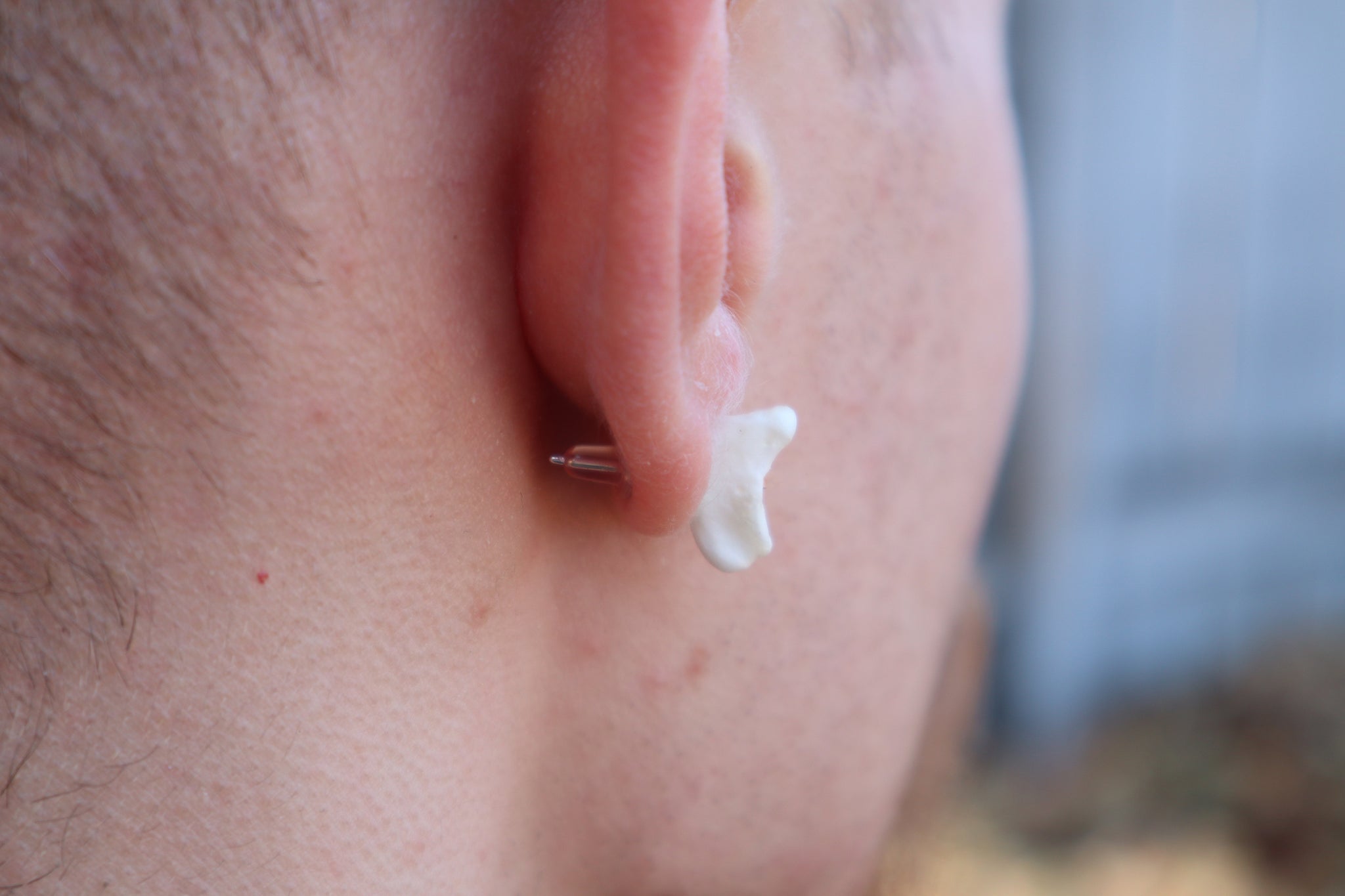 Gray Wolf Bone Stud Earring