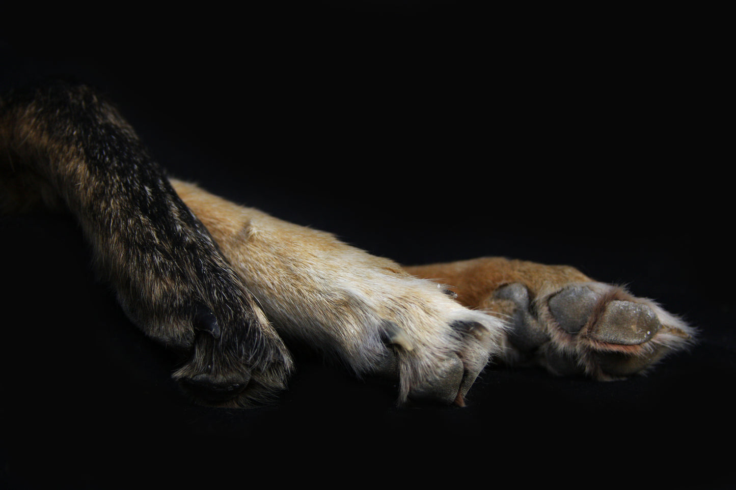 Coyote Paws
