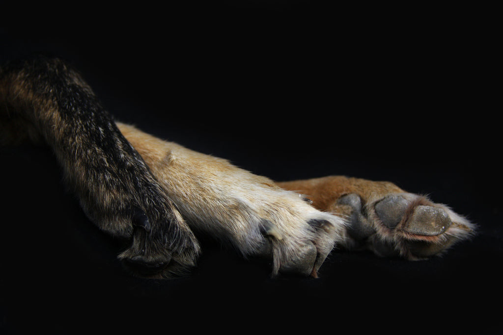 Coyote Paws