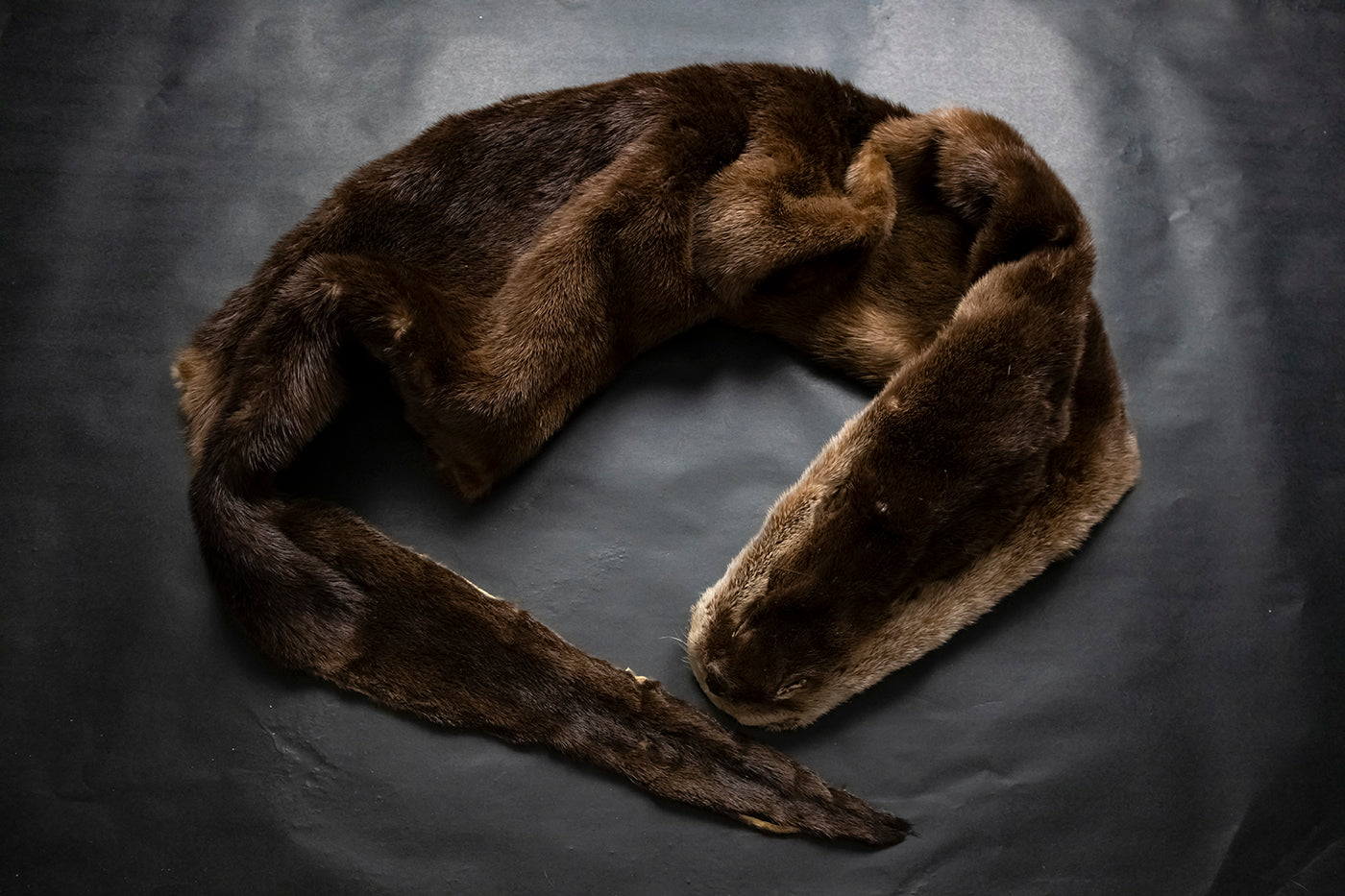 River Otter Wall Hanger