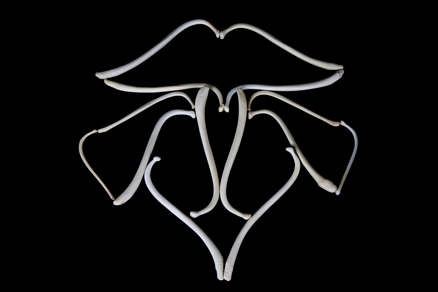 Raccoon Baculum