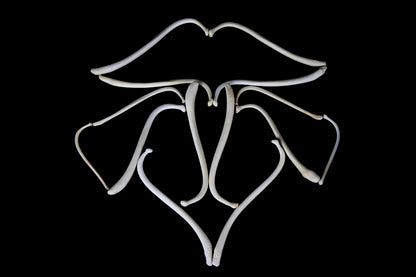 Raccoon Baculum