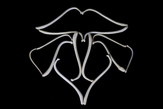 Raccoon Baculum