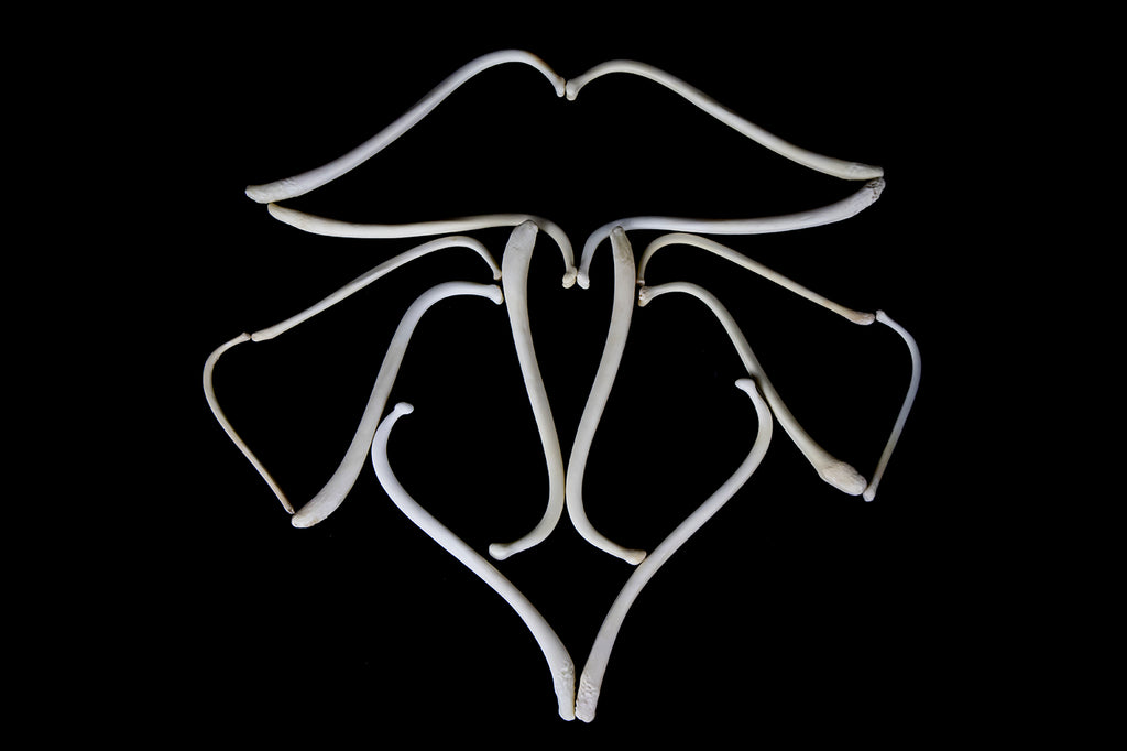 Raccoon Baculum