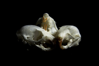 Flying Squirrel Skull