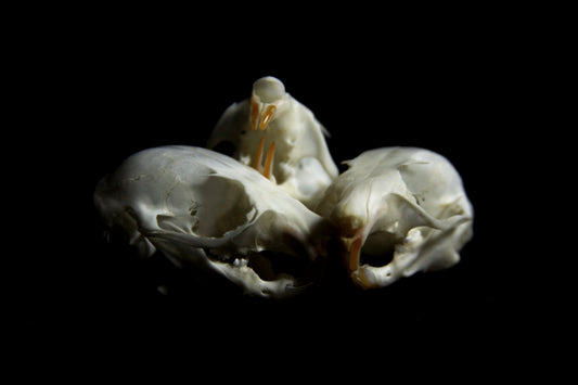 Flying Squirrel Skull