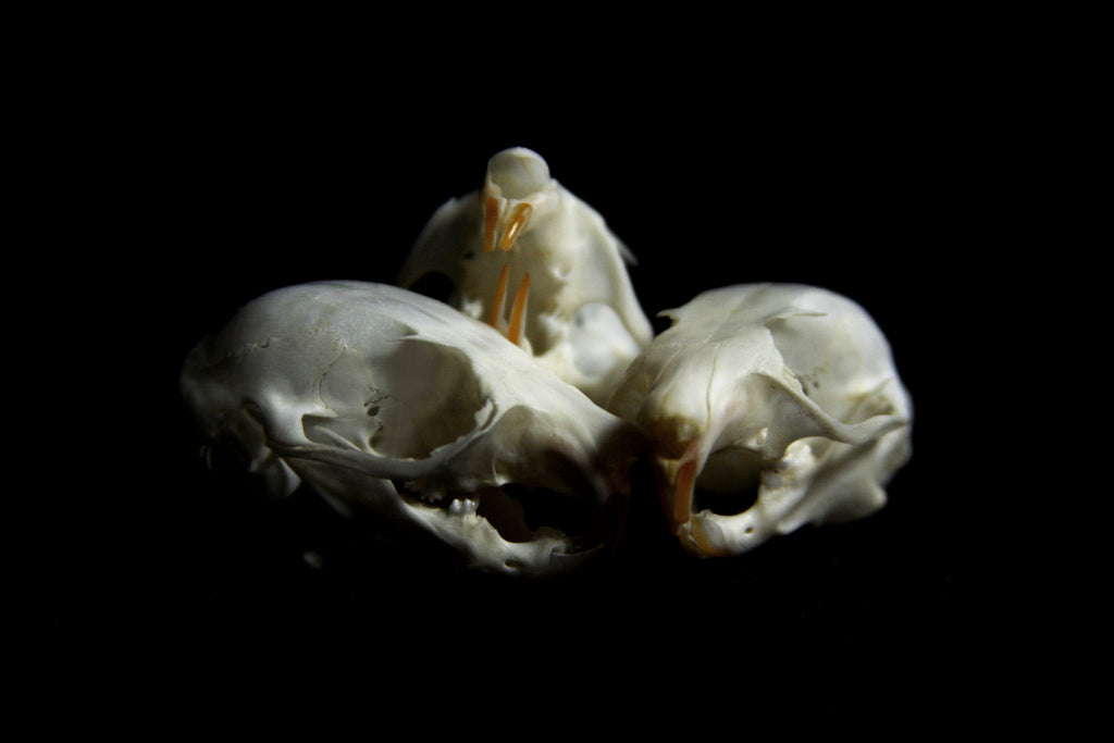 Flying Squirrel Skull