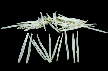 Red Fox Baculum