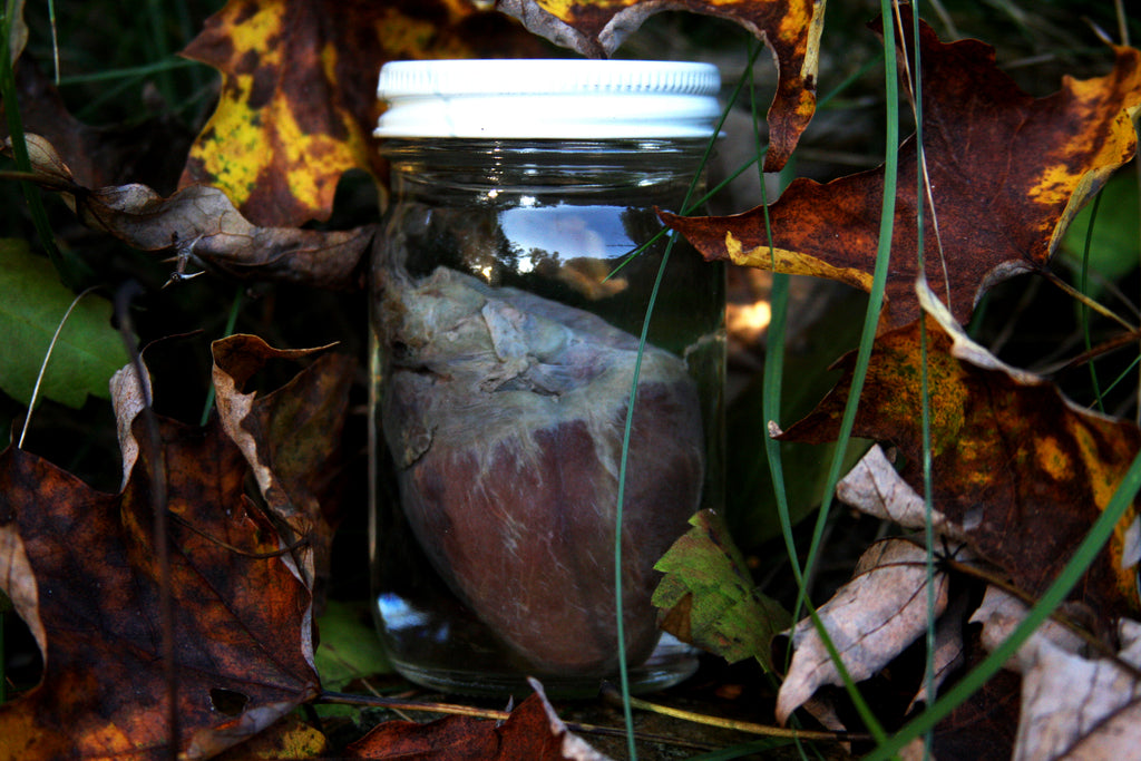 Gray Fox Heart Wet Specimen