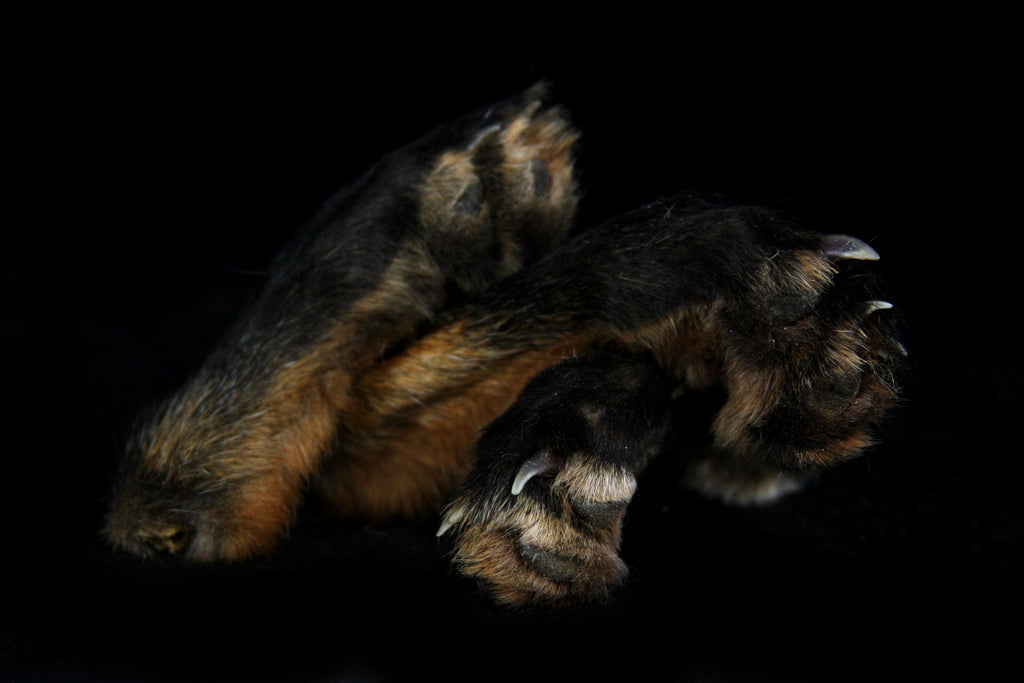 Red Fox Paws