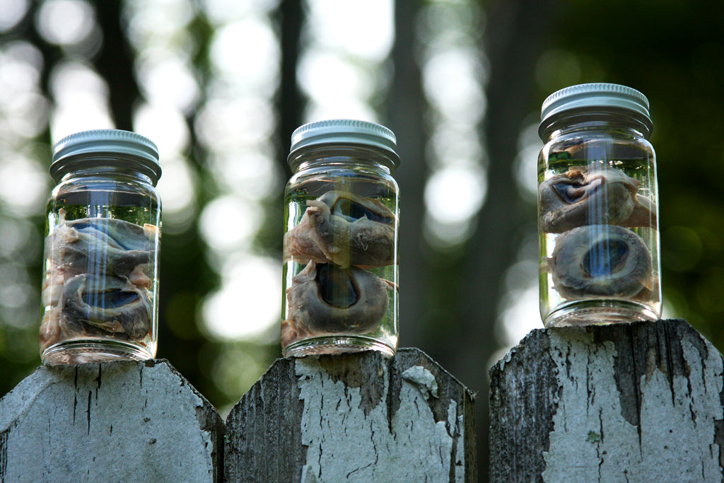 Goat Eyes Wet Specimen