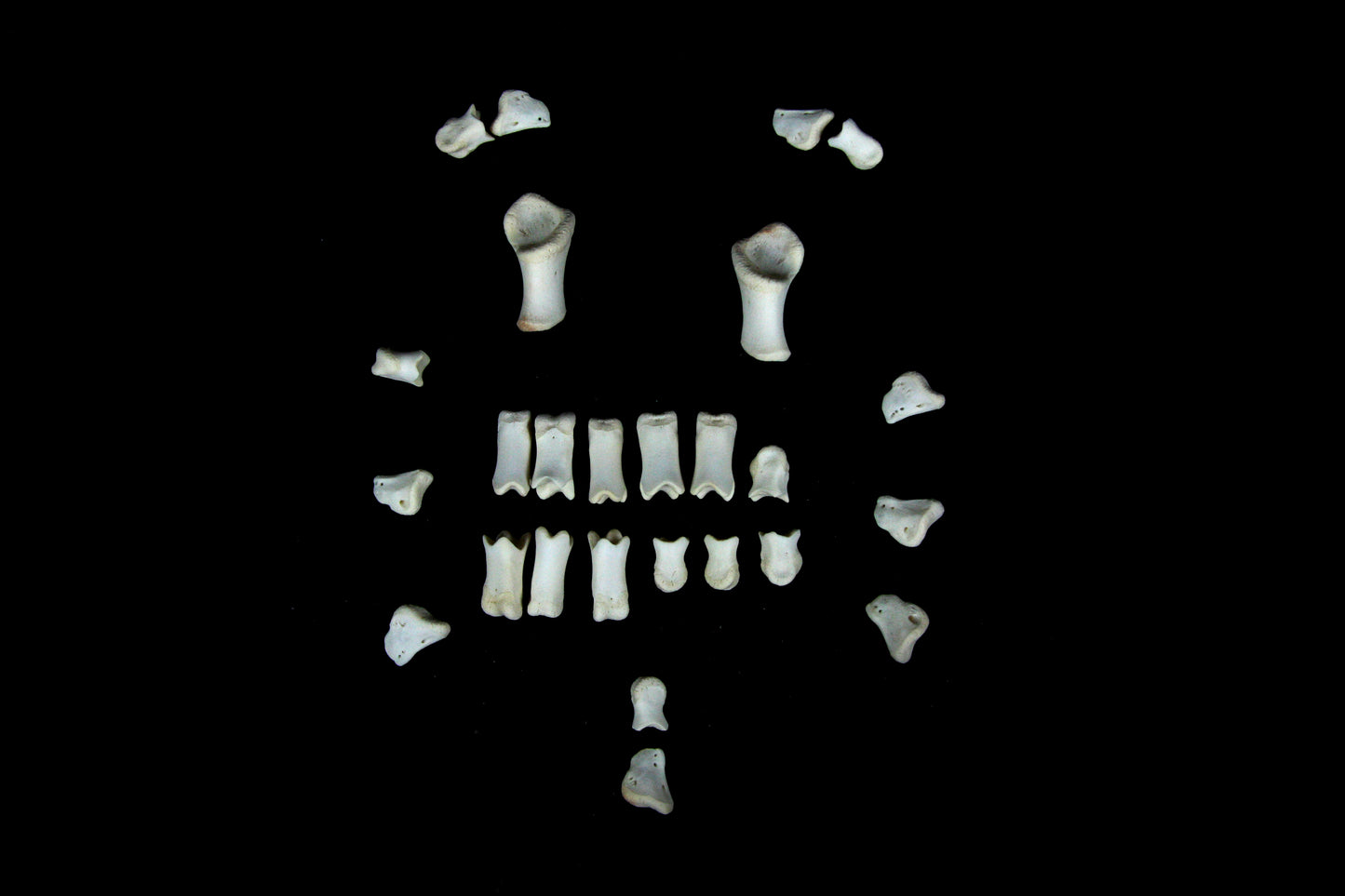 Stillborn Goat Phalanges