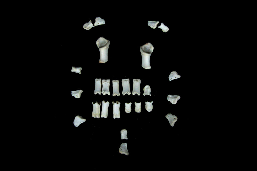 Stillborn Goat Phalanges