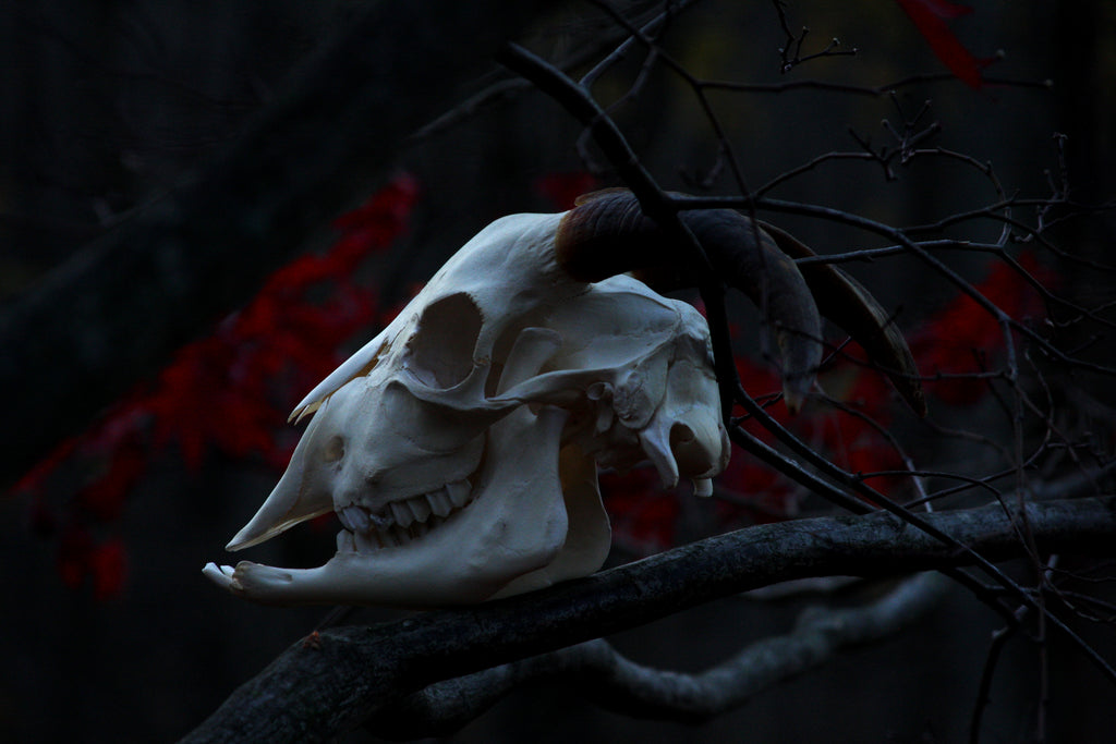 Medium Goat Skull