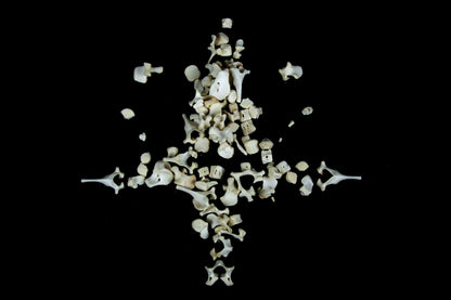Stillborn Goat Vertebrae