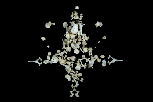 Stillborn Goat Vertebrae